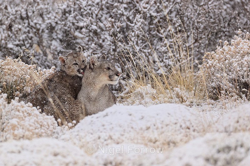 Puma cub licking mother Escacha, falling snow, Torres Del Paine, Chile - Puma