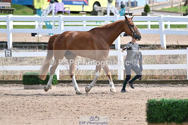 240717A-161225-03341 - Trot Up 4pm to 5pm