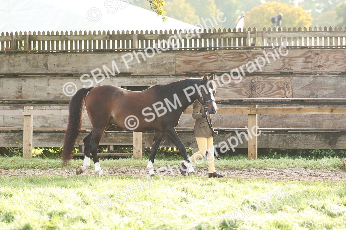 SBM_54738 - S39 - Starters In Hand Showing