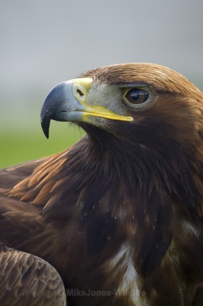 GOLDEN EAGLE - GOLDEN EAGLES