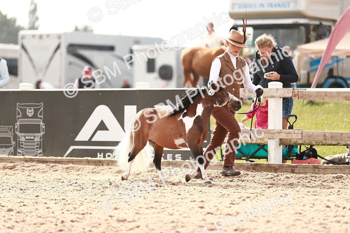 SBM_11799 - Class 206 IH Non Show Type Pony