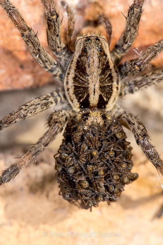  - Bugs: Spiders