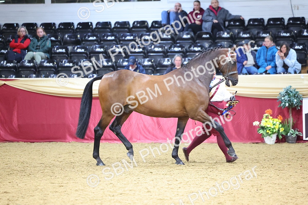 SBM_18826 - Class E IH Horse Champ