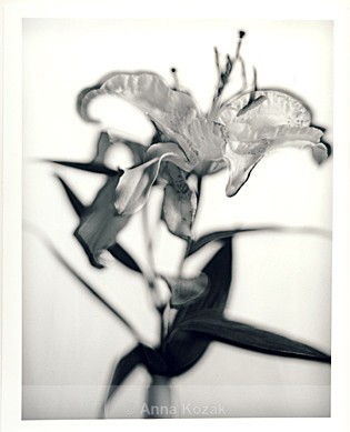 Black & white lilly - double exposure - Flowers