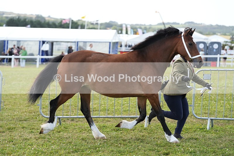 DSC05774 - Class 51: NPS M&M 4 years and over Large Breeds