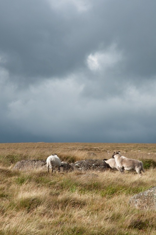 Sheep storm - Wildlife