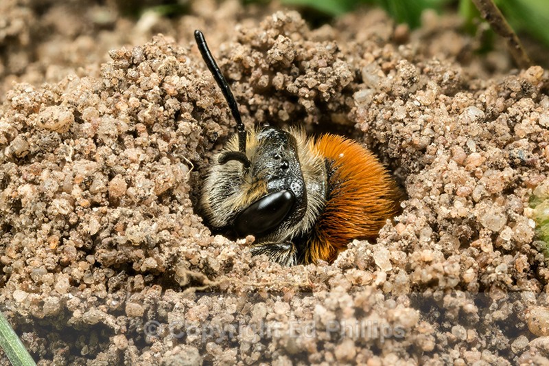 Andrena haemorrhoa (f) - Andrena haemorrhoa