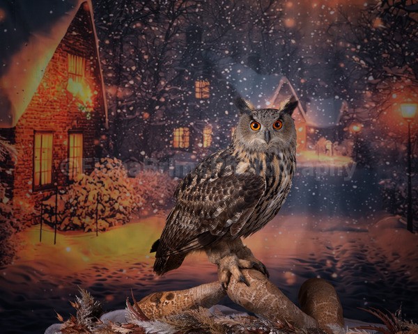 wow studio day dec-23 - Birds of Prey