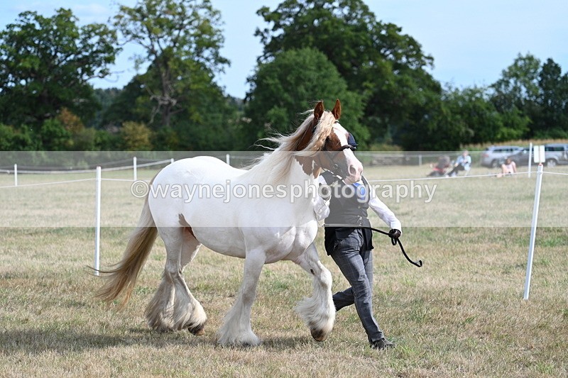 WJ7_8158 - In-hand Championship