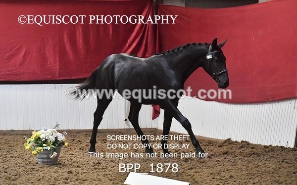 BPP_1878 - AFTERNOON 12.30 - 3.30PM