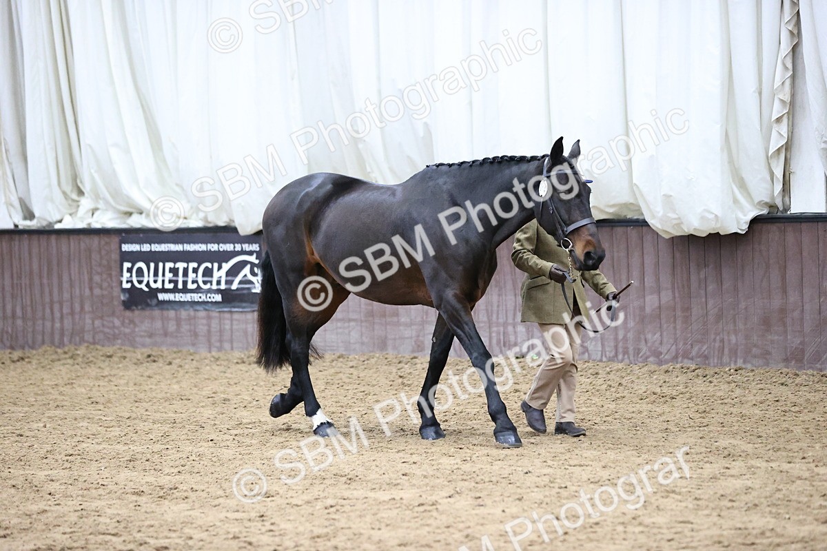 SBM_5716 - Class 3 - BSHA In Hand Show Hunter