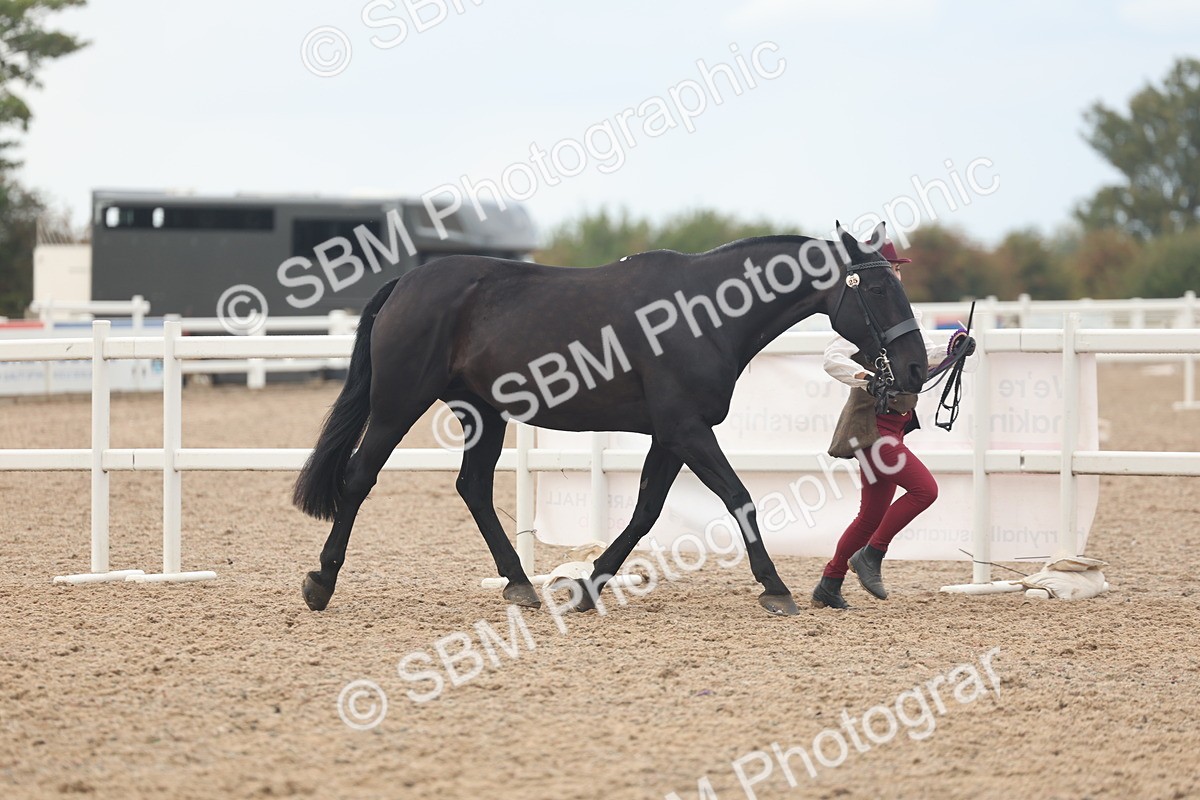 SBM_07970 - Class 28 - IH Veteran Horse