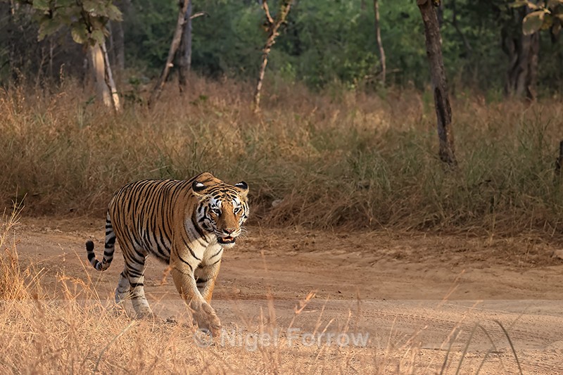 Bengal Tigress walking along track, Panna, Madhya Pradesh, India - Tiger