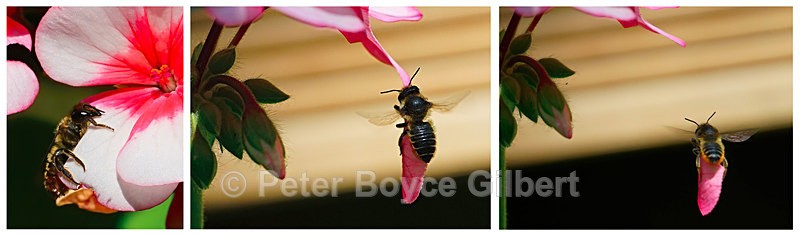 Leafcutter bee in action - Flora & Fauna
