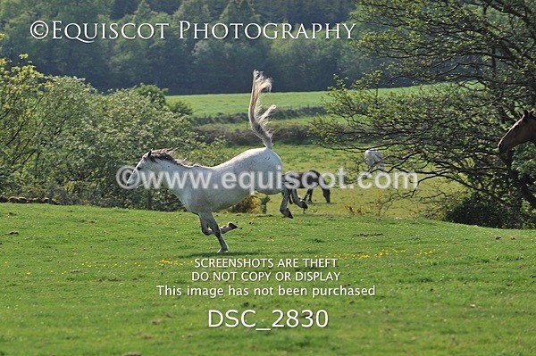 DSC_2830 - ARCHIVE REQUEST - Quincy and Guinness