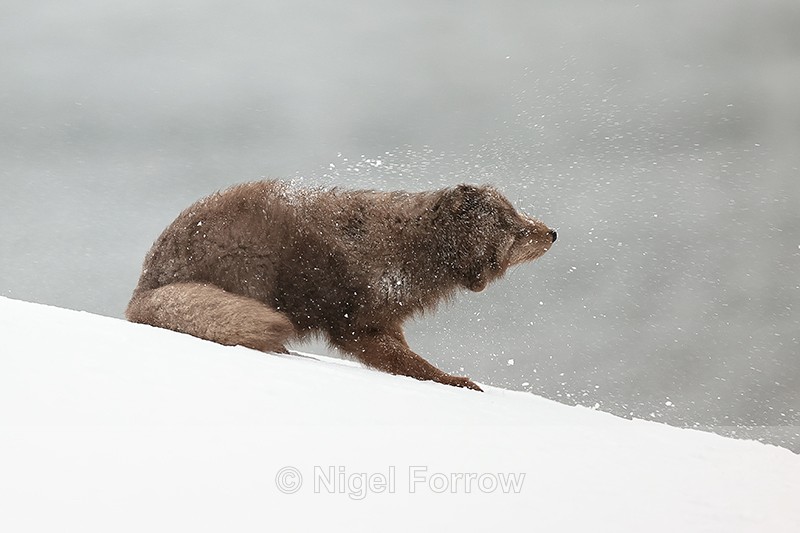 Arctic Fox snow shake (frame 1), Hornstrandir, Iceland - Arctic Fox