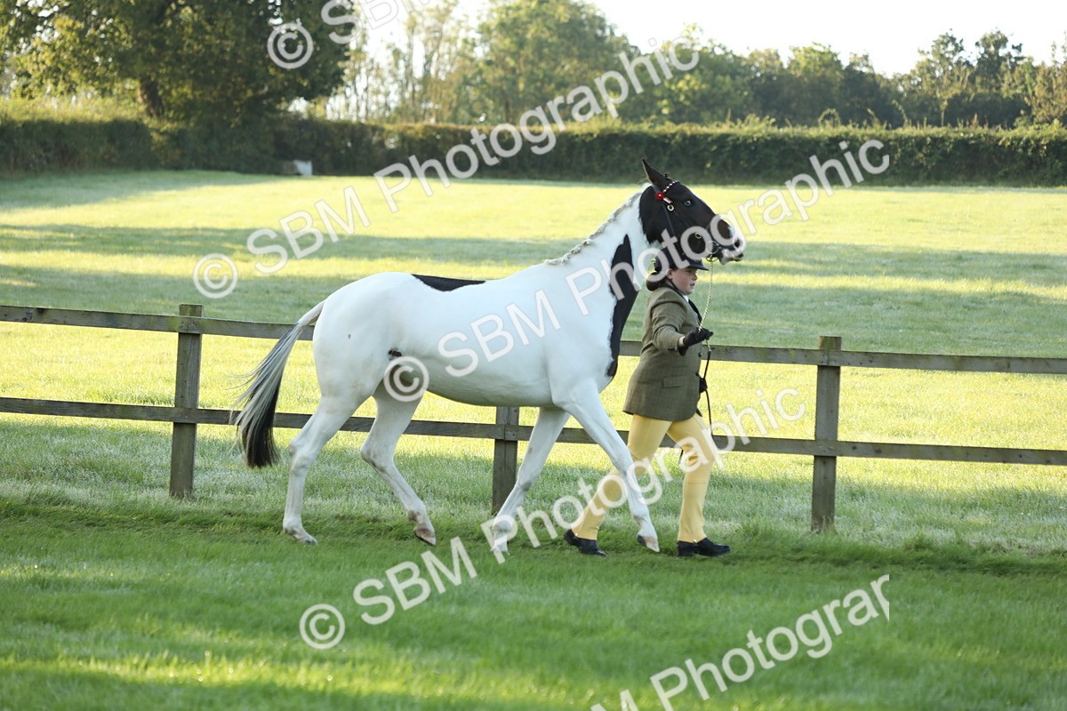 SBM_57918 - S42 - Youngstock