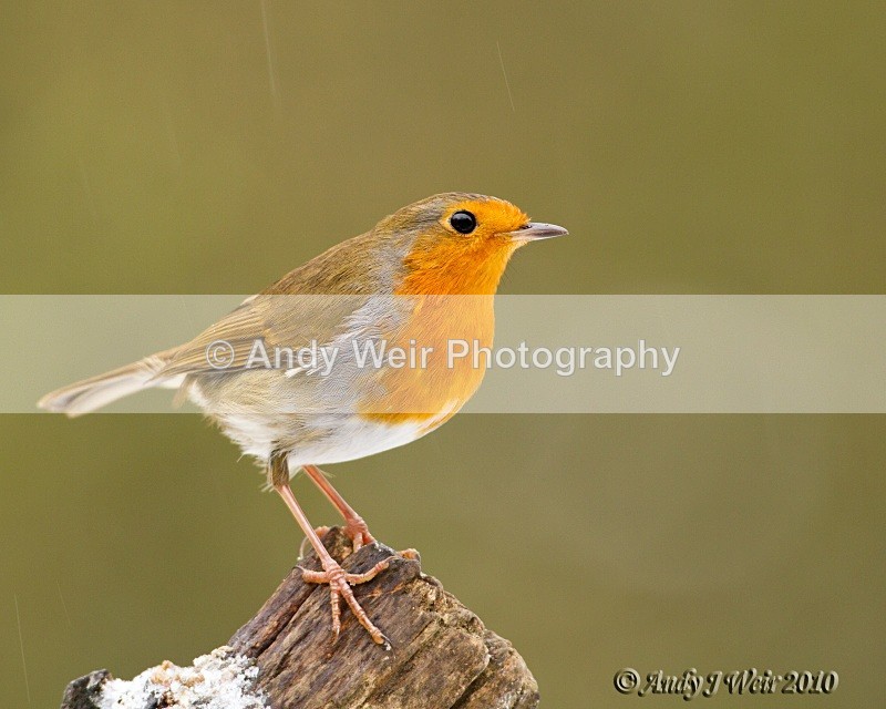 Robin-3849 - Robin
