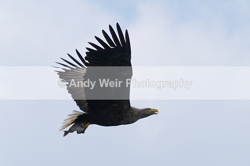 20120529-_MG_9282 - White Tailed Eagle