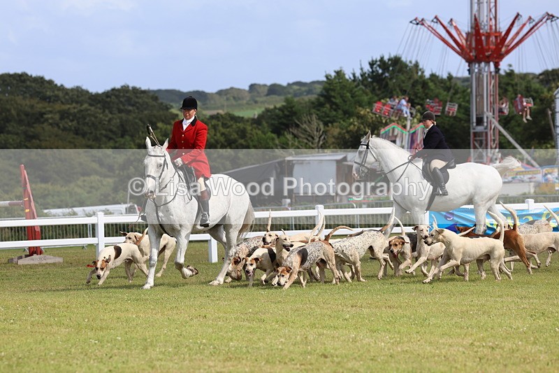 3E7A3362 - Parade of Hounds
