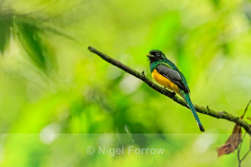 Northern Black-throated Trogon (male), Osa Peninsula, Costa Rica - Northern Black-throated Trogon