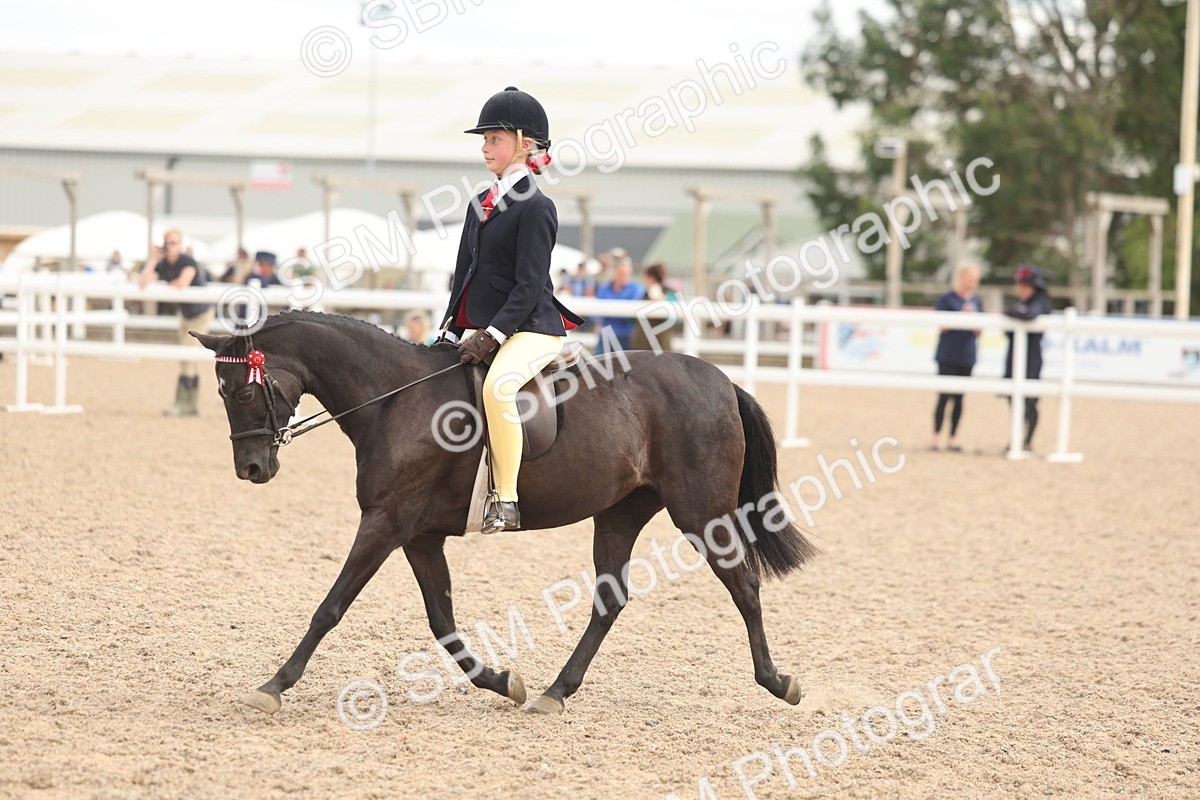 SBM_15993 - Class 311 - Ridden Show pony-Show hunter Pony