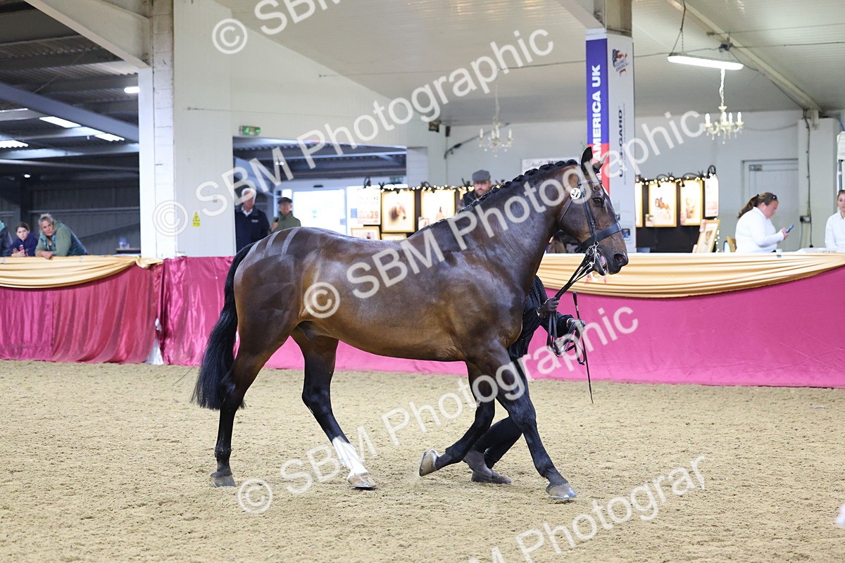 SBM_18795 - Class E IH Horse Champ