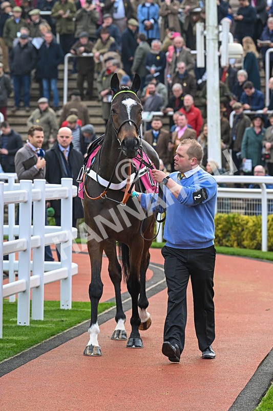 151124-Race 3-Paddock-Jonbon-7657 - Race 3