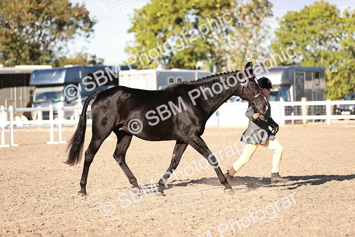 SBM_11169 - Class 401 - IH  Veteran horse