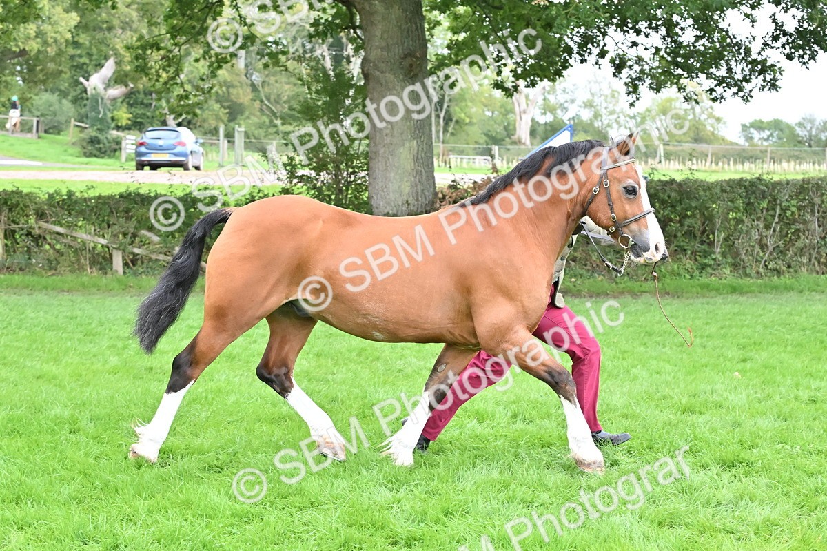 SBM_63246 - S49 - Mountain & Moorland In Hand Large Breeds