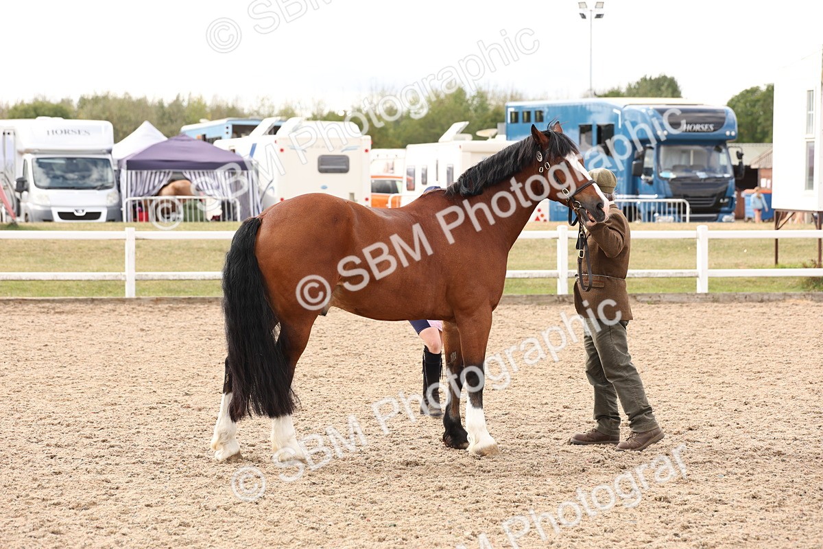SBM_14708 - Class 208 - IH Veteran Horse
