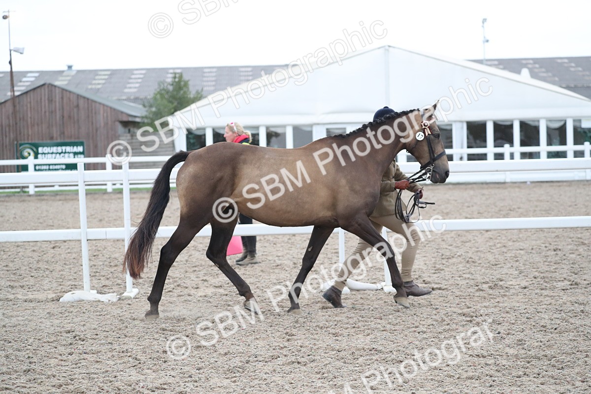 SBM_18383 - Class 318 IH Part bred Horse/Pony