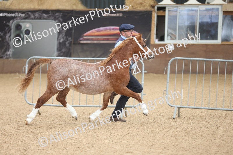 20251109-0496 - Class 18 - Yearling, Colt, Filly or Gelding