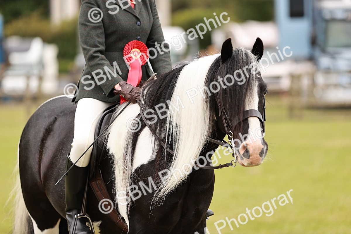 SBM_06243 - Class 39-41 TGCA In Hand and Ridden