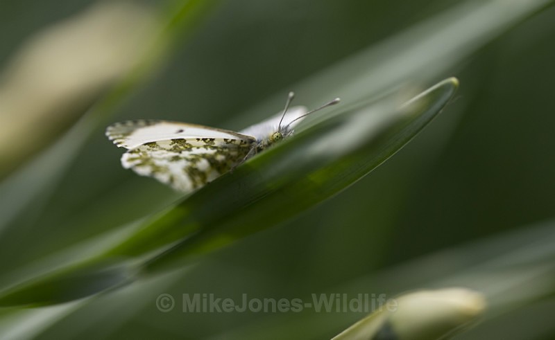 Female Orange tip Butterfly - BUTTERFLIES