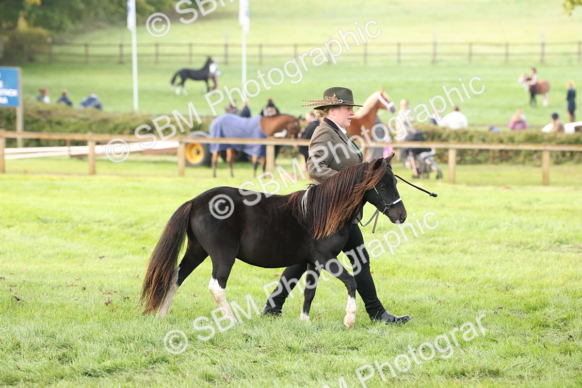 SBM_54414 - S51 - Foreign Breeds In Hand
