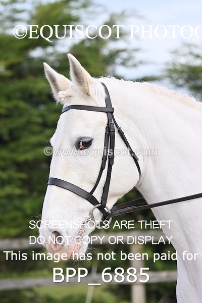 BPP_6885 - RING 1  (RIDDEN HORSES / IN HAND / VETERAN ETC)