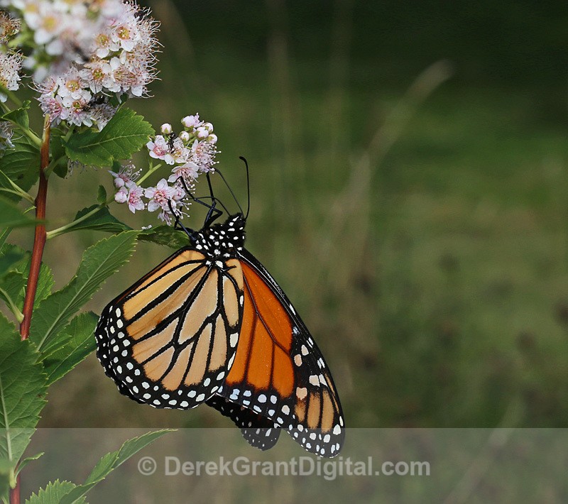 Monarch Butterfly - Butterflies & Moths of Atlantic Canada