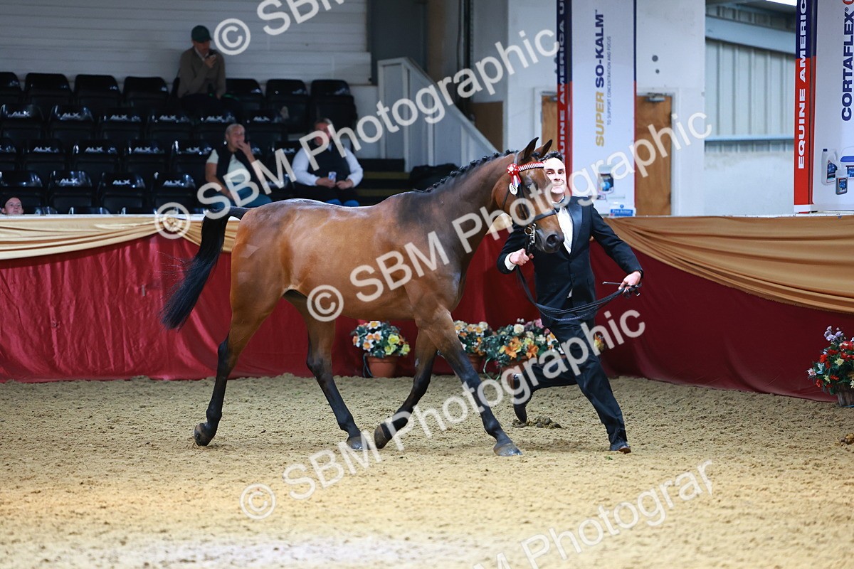 SBM_23228 - Class 903 - Supreme Final - IH Pre Vet