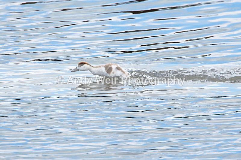 20140621-3K8A2505 - Shelduck