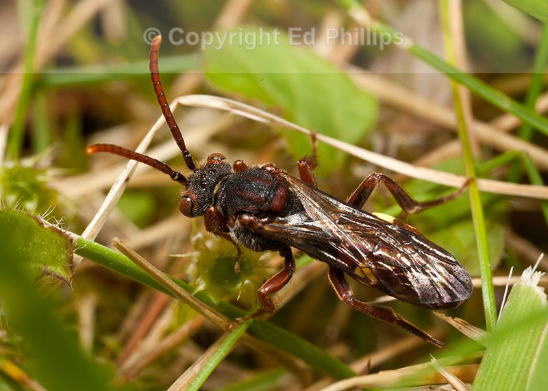 Nomada hirtipes (f)