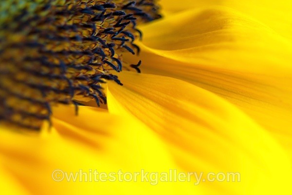 Sunflower - Up Close !