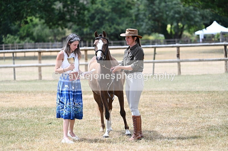 WJ7_2105 - Prettiest Mare Champs