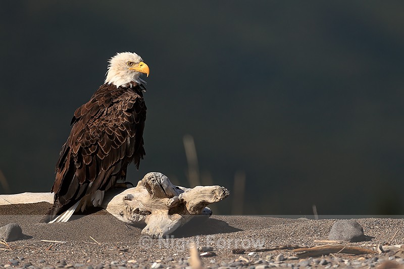 Bald Eagle, Lake Clark National Park, Alaska - Bald Eagle