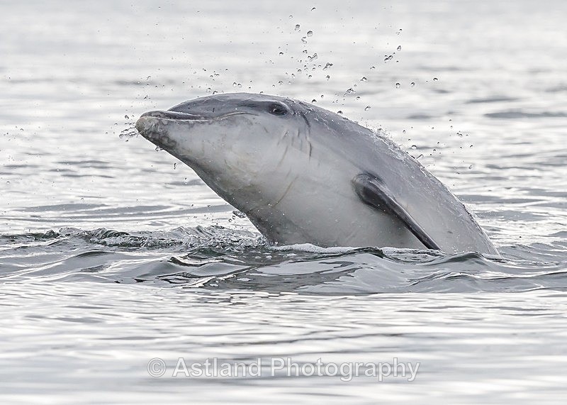 Astland Photography, Bird and Wildlife Images, Susan and Peter Wilson, U.K.