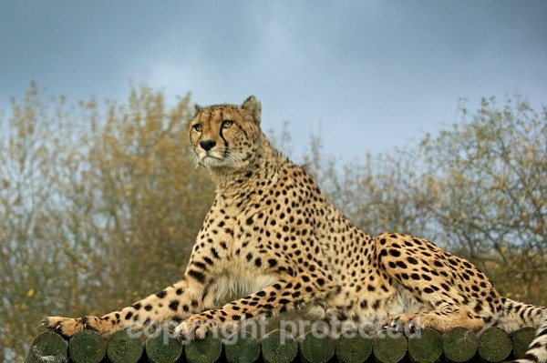 Pepo, cheetah at WHF