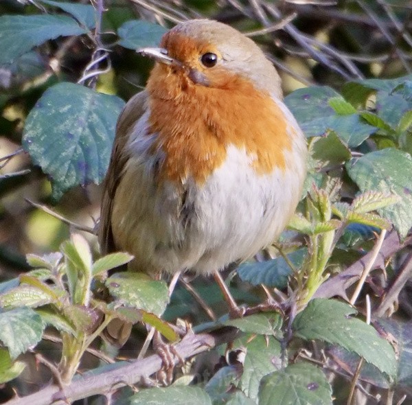 Wild Robin - BIRDS & INSECTS