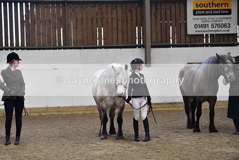 WJ5_4436 - Class 6 In hand M&M - Large Breeds