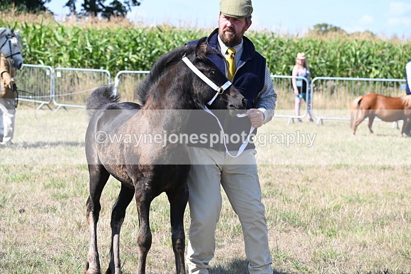 WJ6_4680 - Class 17 Mountain & Moorland