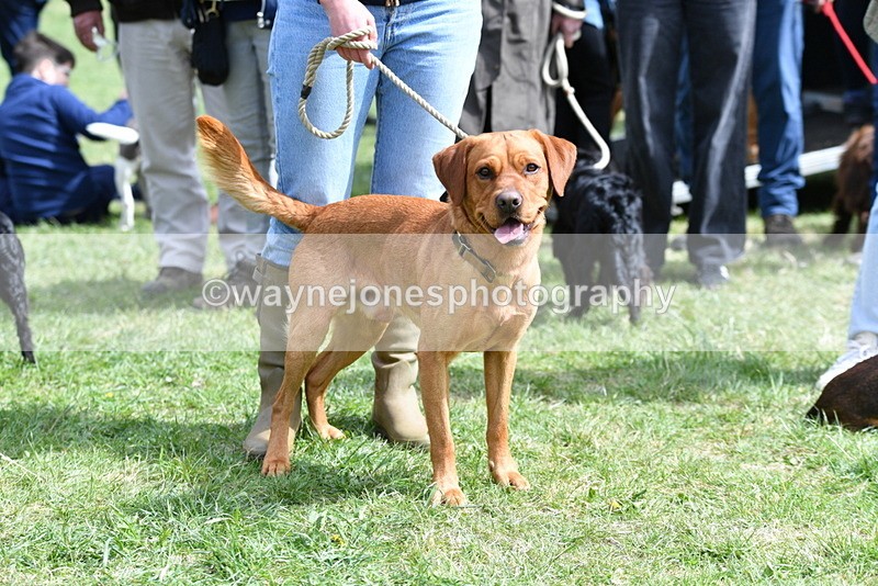 WJ5_9804 - Class 3 Most Handsome Dog